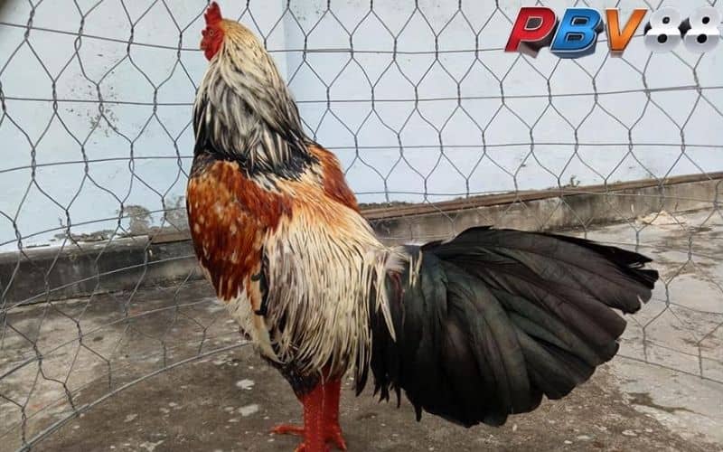 Cách nuôi và huấn luyện gà chuối phát triển tốt Cách nuôi và huấn luyện gà chuối phát triển tốt
