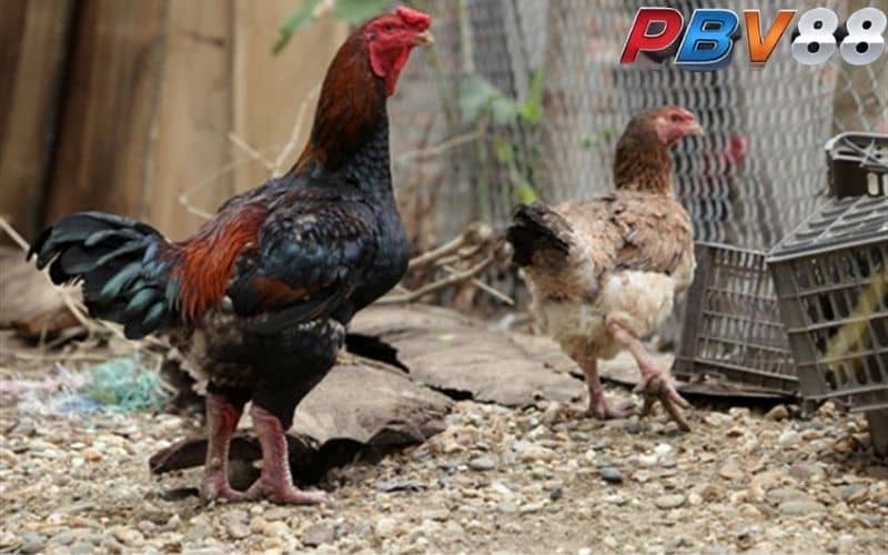 Chọn gà màu gì đá hay nhất dựa vào dòng bố mẹ Chọn gà màu gì đá hay nhất dựa vào dòng bố mẹ