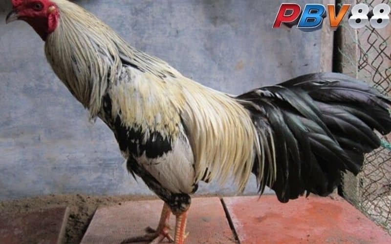 Gà chuối thuộc mạng Kim có khả năng chịu đòn cao Gà chuối thuộc mạng Kim có khả năng chịu đòn cao