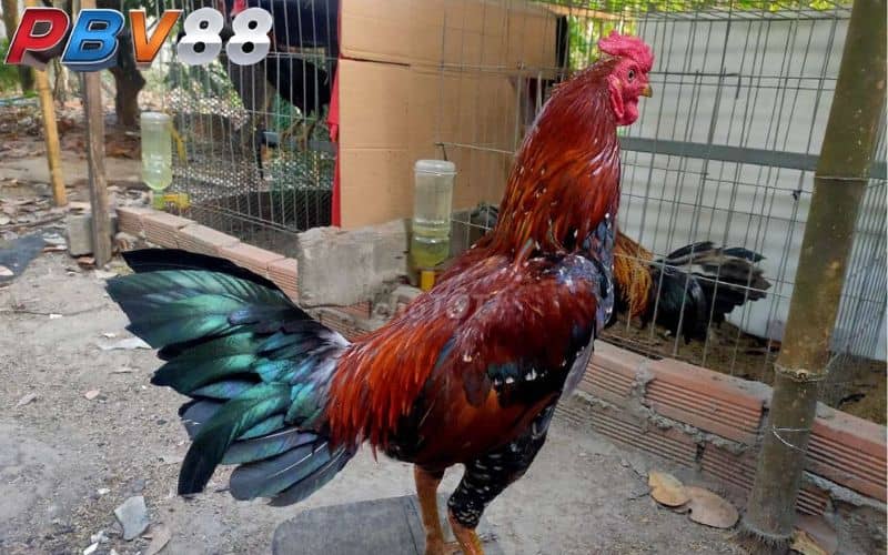 Gà điều chân vàng có lối đá chí mạng và tốc độ Gà điều chân vàng có lối đá chí mạng và tốc độ