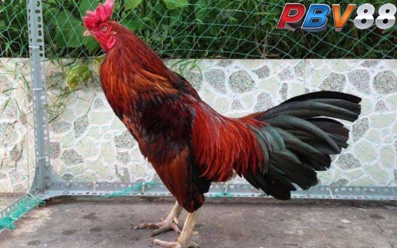 Gà điều sở hữu bộ lông màu đỏ và kết hợp nhiều màu khác nhau Gà điều sở hữu bộ lông màu đỏ và kết hợp nhiều màu khác nhau