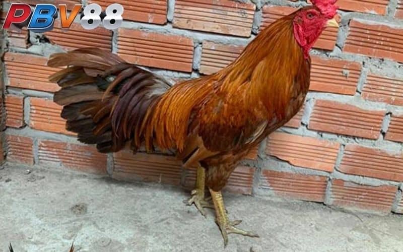 Gà khét chân xanh có tốc độ ra đòn nhanh