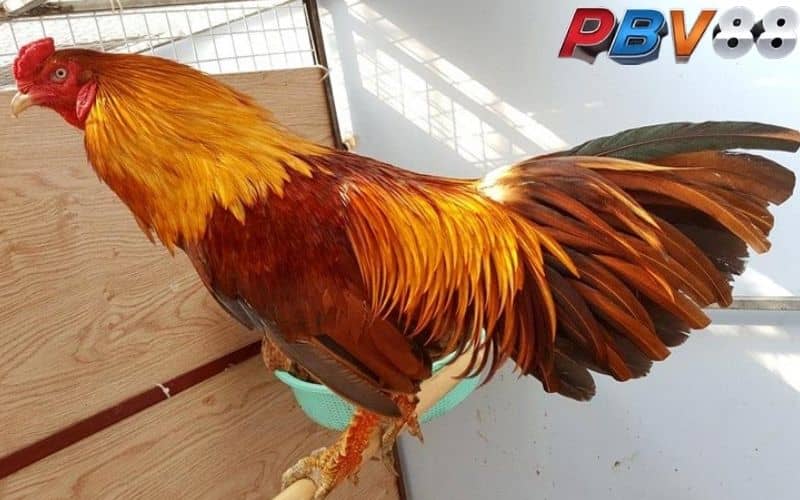 Gà khét có bộ lông màu đỏ pha chút nâu vàng
