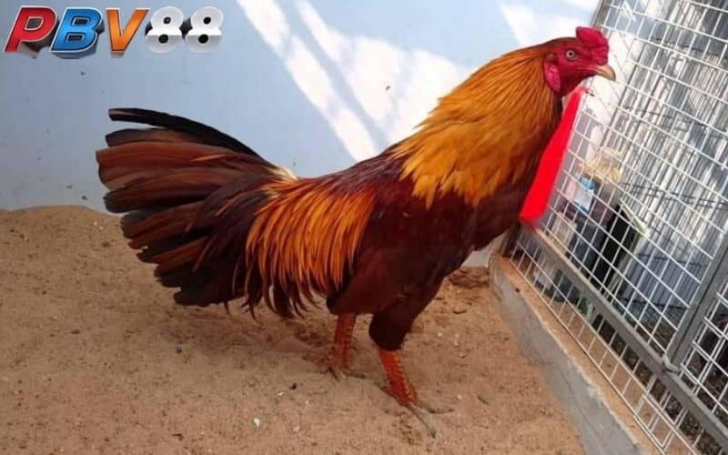 Gà khét đỏ có khả năng chiến đấu đáng gờm