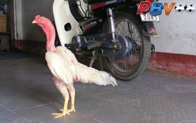 Gà nhạn chân vàng nếu được nuôi dưỡng tốt sẽ đá hay Gà nhạn chân vàng nếu được nuôi dưỡng tốt sẽ đá hay