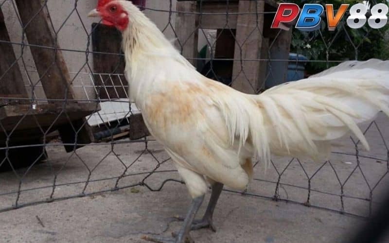 Gà nhạn chân xanh được đánh giá cao là đá hay Gà nhạn chân xanh được đánh giá cao là đá hay