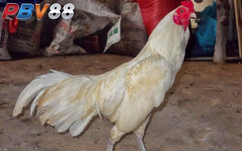 Gà nhạn là giống gà có bộ lông màu trắng Gà nhạn là giống gà có bộ lông màu trắng
