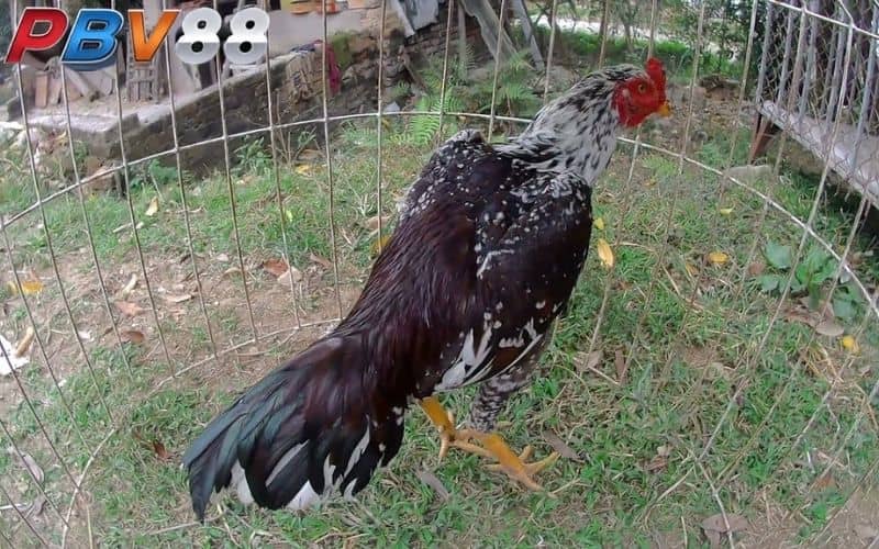 Gà tía sở hữu sức mạnh và độ bền về thể lực Gà tía sở hữu sức mạnh và độ bền về thể lực