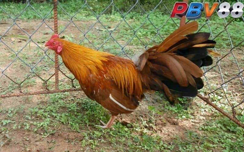 Màu mạng gà khét cũng là yếu tố quan trọng khi thi đấu