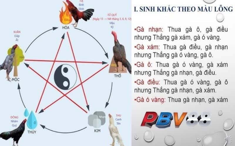 Xem màu mạng để chọn ra gà màu gì đa hay nhất đem đi đấu Xem màu mạng để chọn ra gà màu gì đa hay nhất đem đi đấu