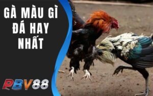 Gà Màu Gì Đá Hay Nhất