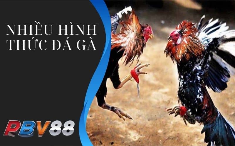 Có nhiều hình thức đá gà hấp dẫn Có nhiều hình thức đá gà hấp dẫn