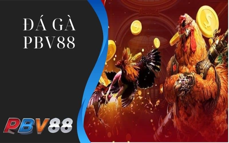 Đá gà PBV88 cho phép xem và đặt cược trực tiếp Đá gà PBV88 cho phép xem và đặt cược trực tiếp
