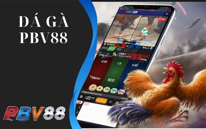 Đá gà PBV88 có 3 sảnh cược kịch tính Đá gà PBV88 có 3 sảnh cược kịch tính