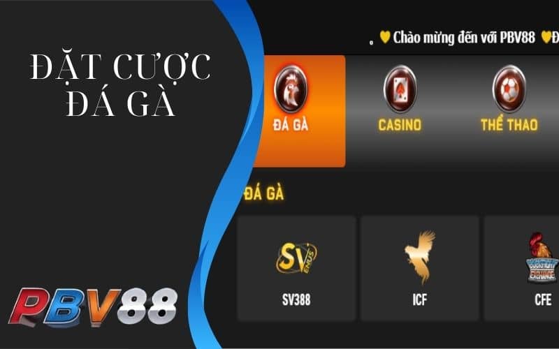 Hướng dẫn cách theo dõi và đặt cược đá gà tại PBV88 Hướng dẫn cách theo dõi và đặt cược đá gà tại PBV88