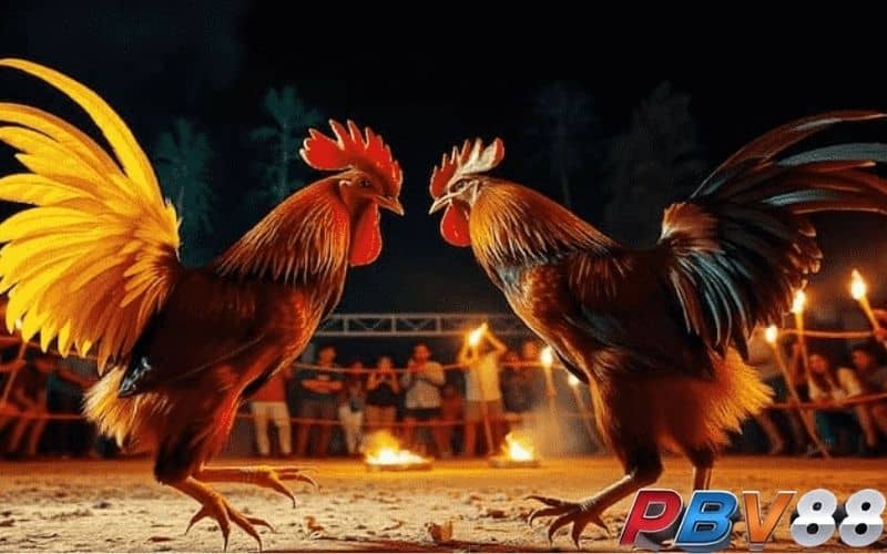 Luật chơi đá gà trực tiếp tại Thomo Luật chơi đá gà trực tiếp tại Thomo