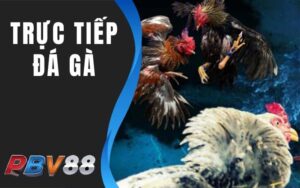 Trực Tiếp Đá Gà